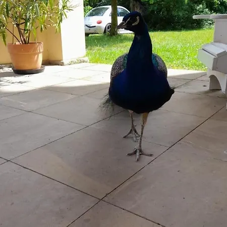 Apartament Schloss Tressow *